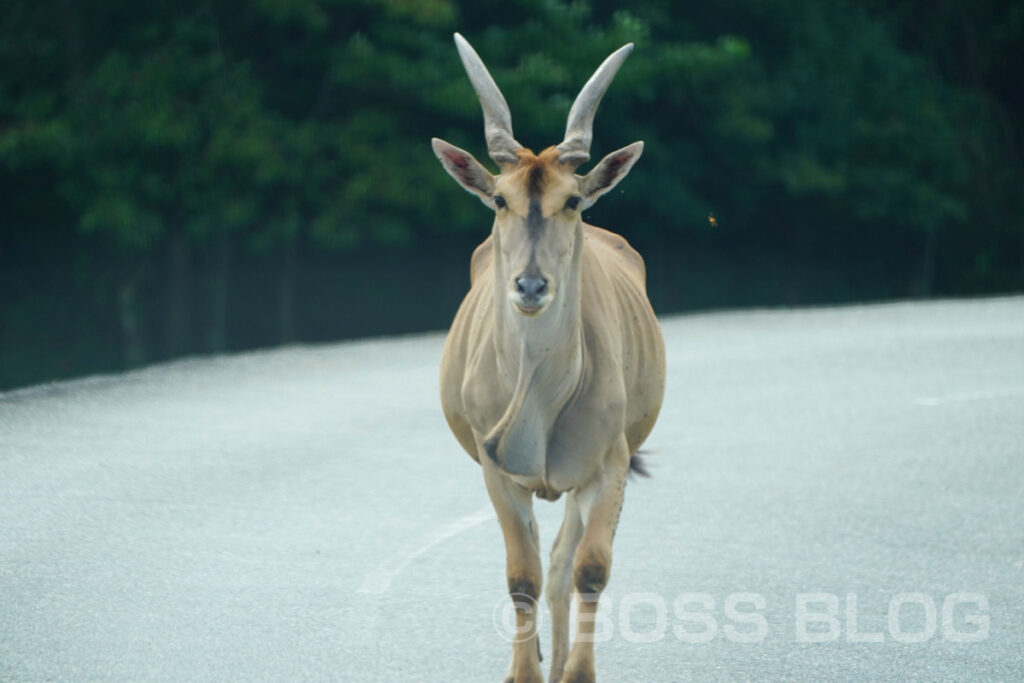 秋吉台自然動物公園サファリランド