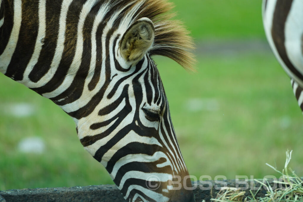 秋吉台自然動物公園サファリランド