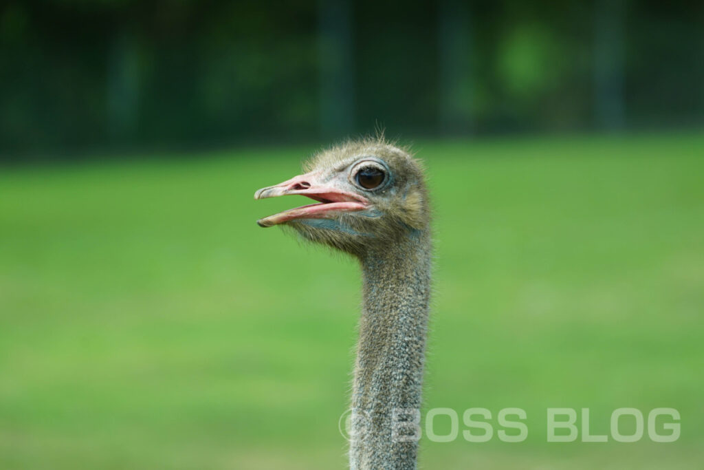 秋吉台自然動物公園サファリランド