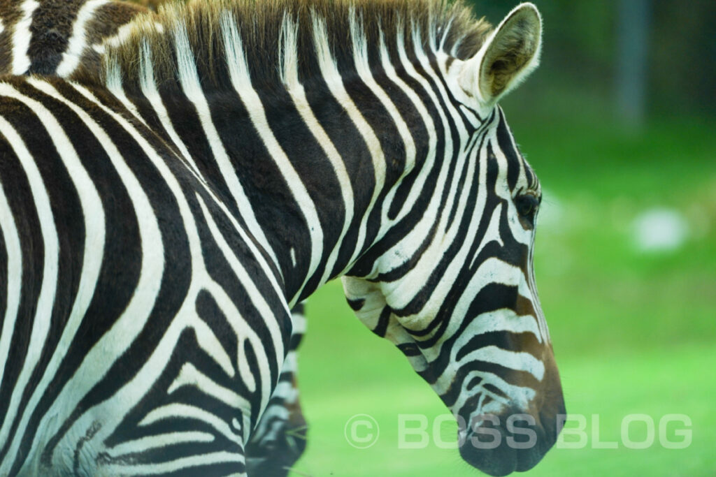 秋吉台自然動物公園サファリランド