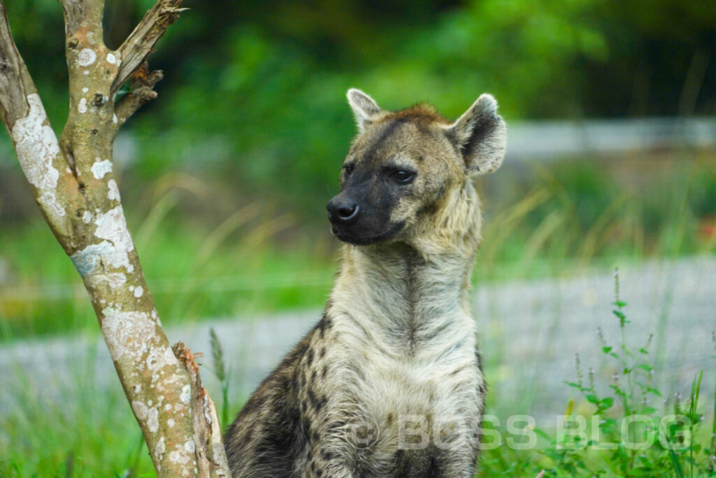 秋吉台自然動物公園サファリランド