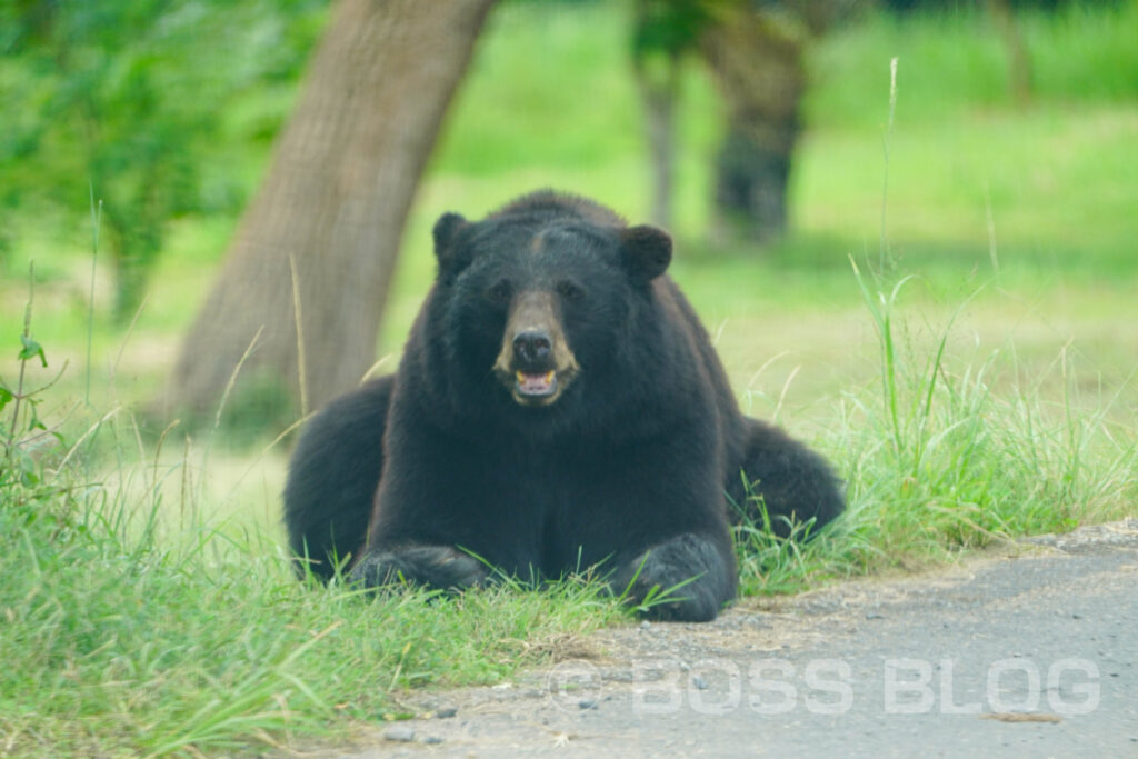 秋吉台自然動物公園サファリランド