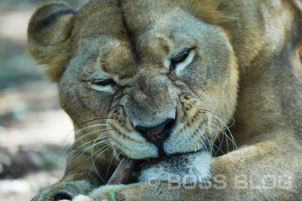 秋吉台自然動物公園サファリランド