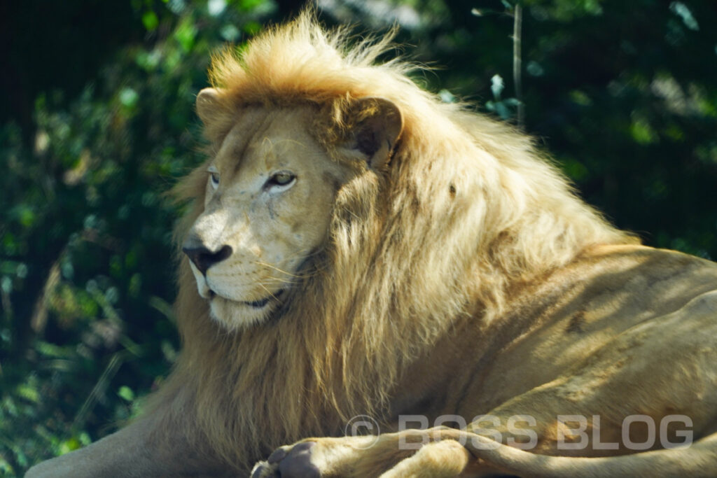 秋吉台自然動物公園サファリランド