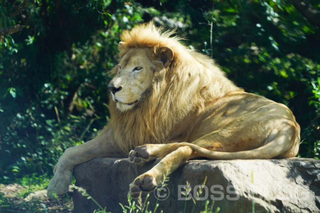 秋吉台自然動物公園サファリランド