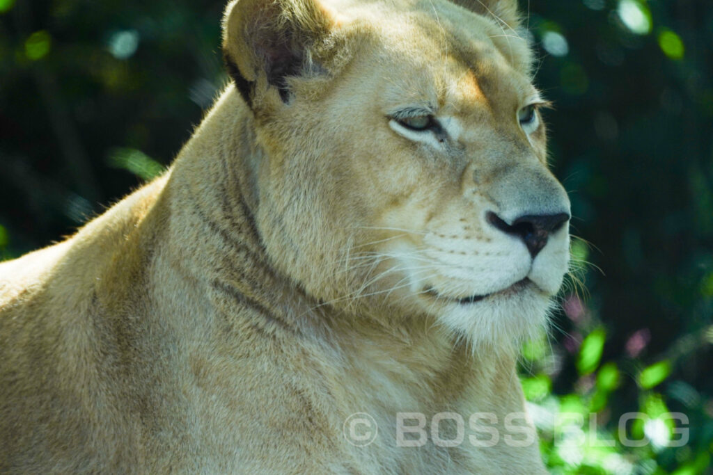 秋吉台自然動物公園サファリランド