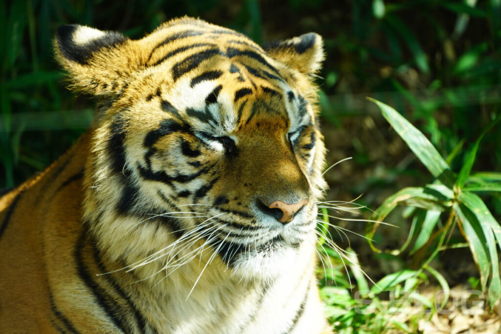 秋吉台自然動物公園サファリランド