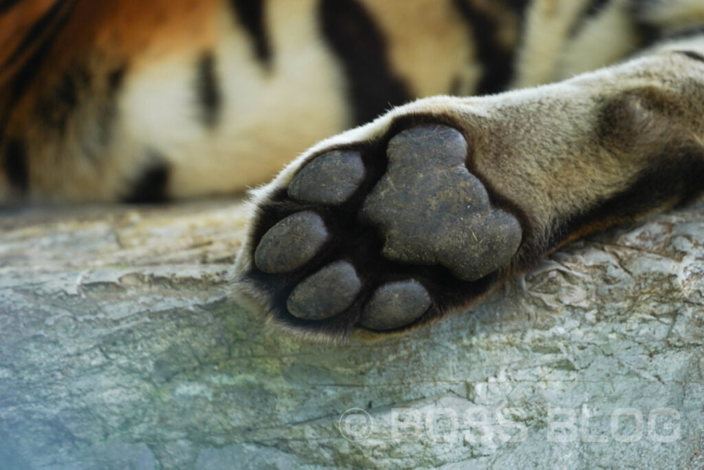 秋吉台自然動物公園サファリランド