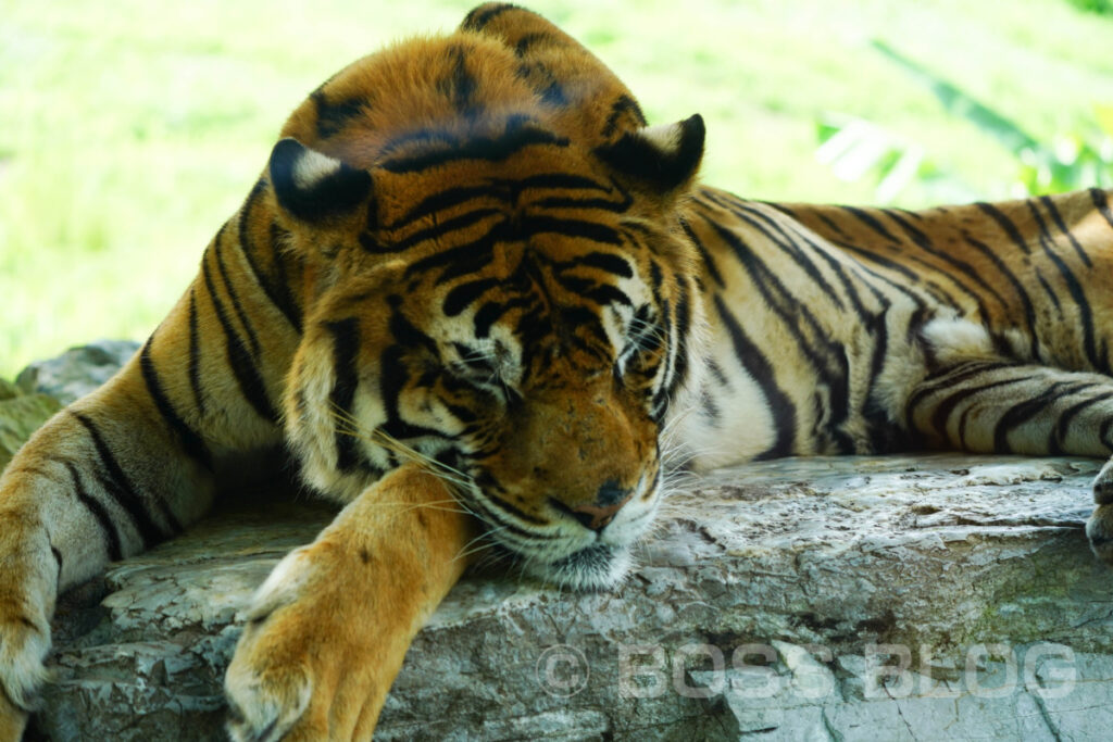 秋吉台自然動物公園サファリランド