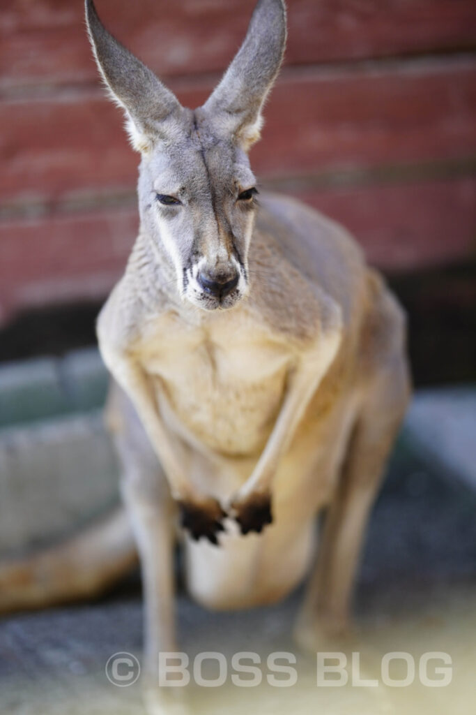 秋吉台自然動物公園サファリランド