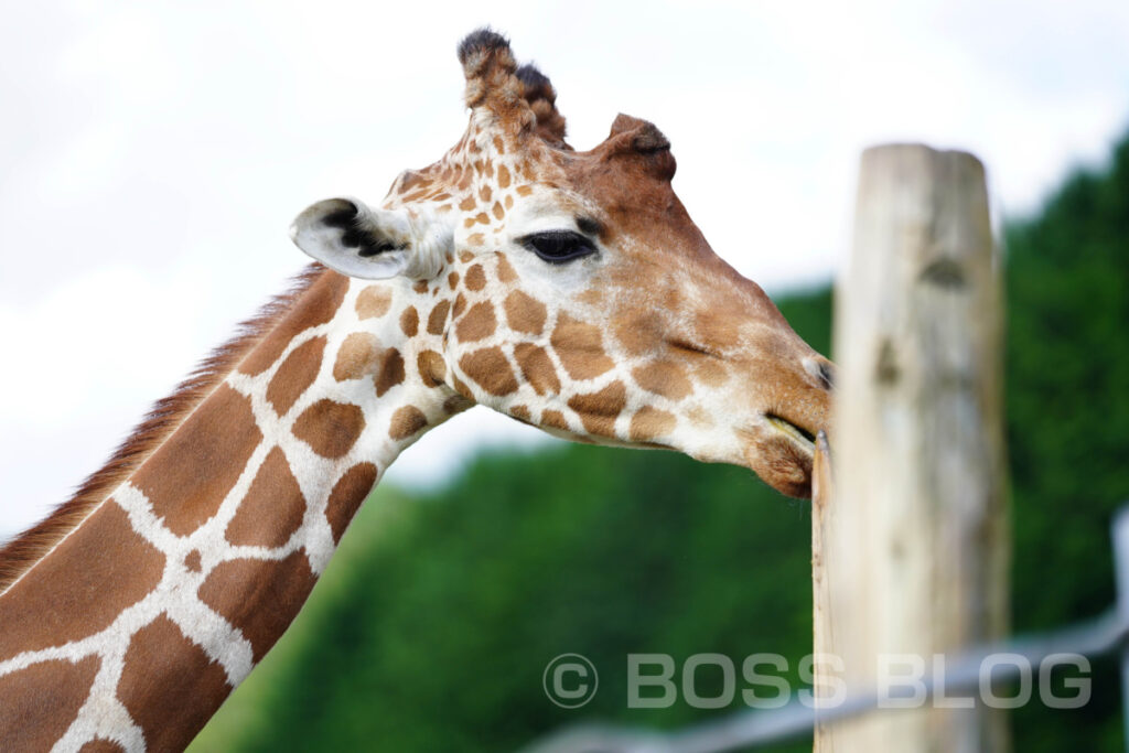 秋吉台自然動物公園サファリランド