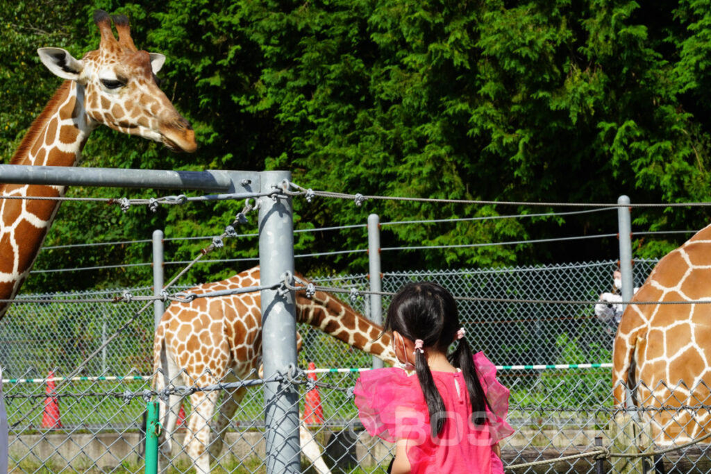 秋吉台自然動物公園サファリランド