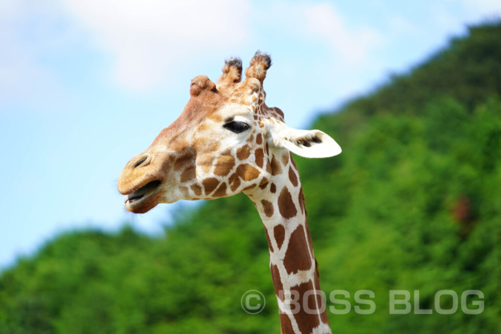 秋吉台自然動物公園サファリランド