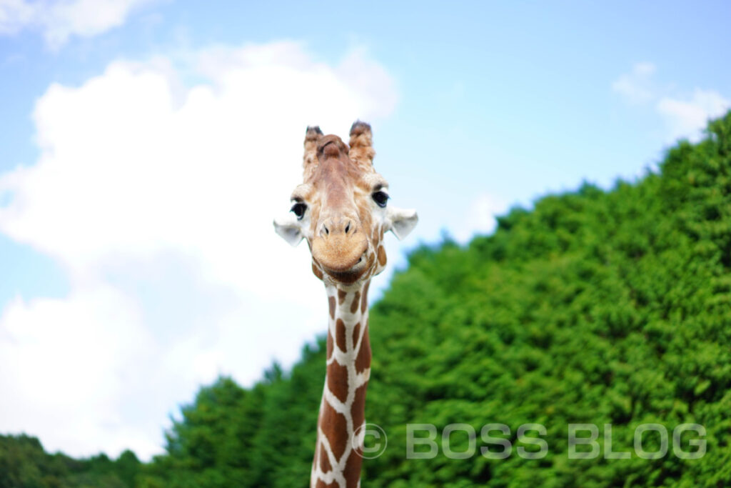 秋吉台自然動物公園サファリランド