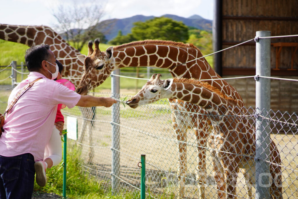 秋吉台自然動物公園サファリランド