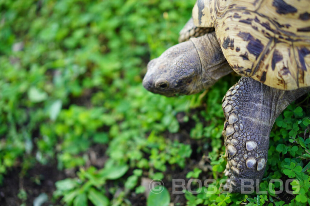 秋吉台自然動物公園サファリランド