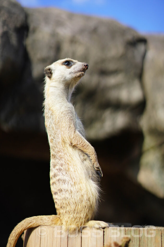 秋吉台自然動物公園サファリランド