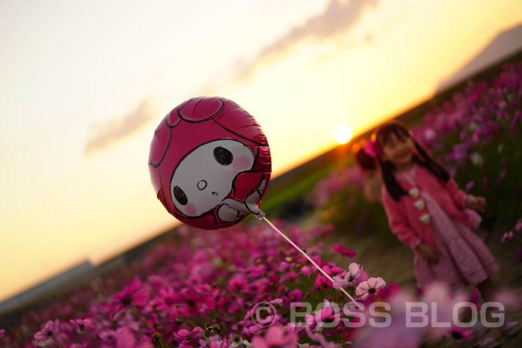 花の海コスモス畑