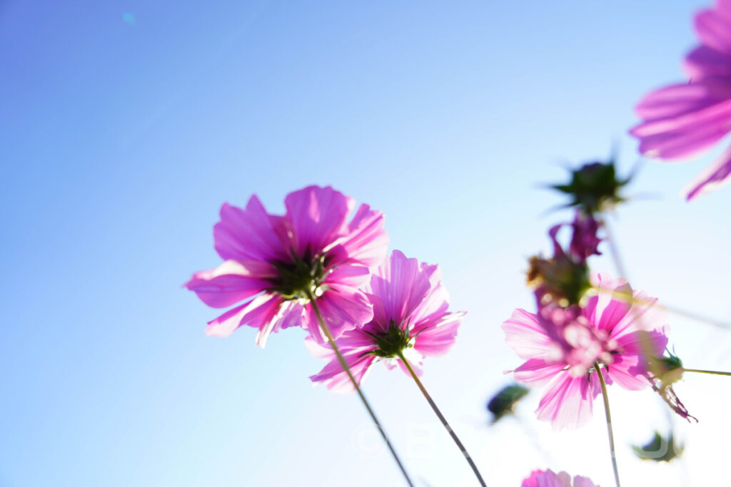 花の海コスモス畑