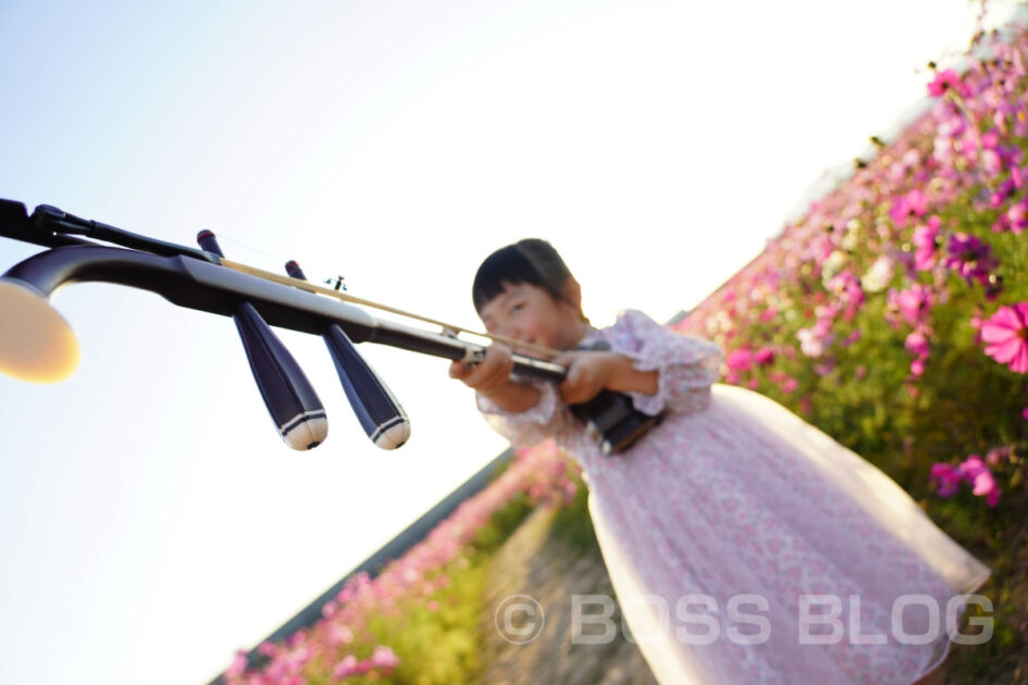 花の海コスモス畑