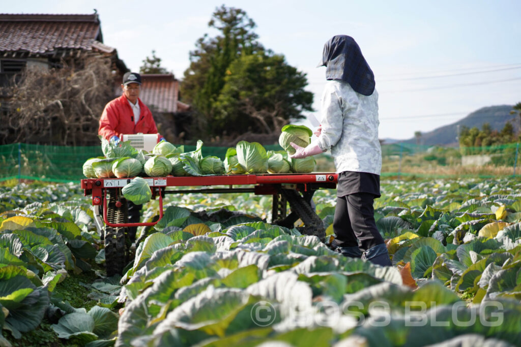 菊川キャベツ・中野夫妻