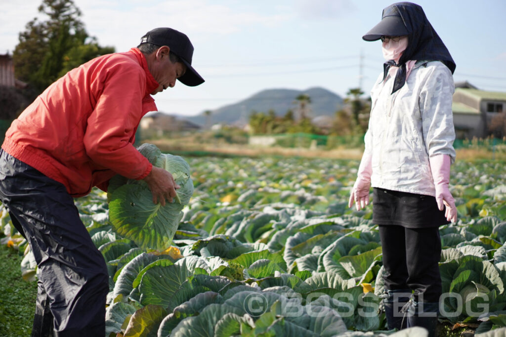 菊川のキャベツ・サラダクラブ・キャベツの豚しゃぶ