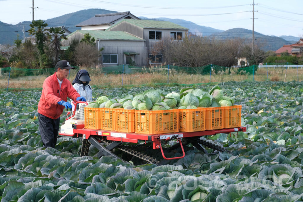 菊川のキャベツ・サラダクラブ・キャベツの豚しゃぶ