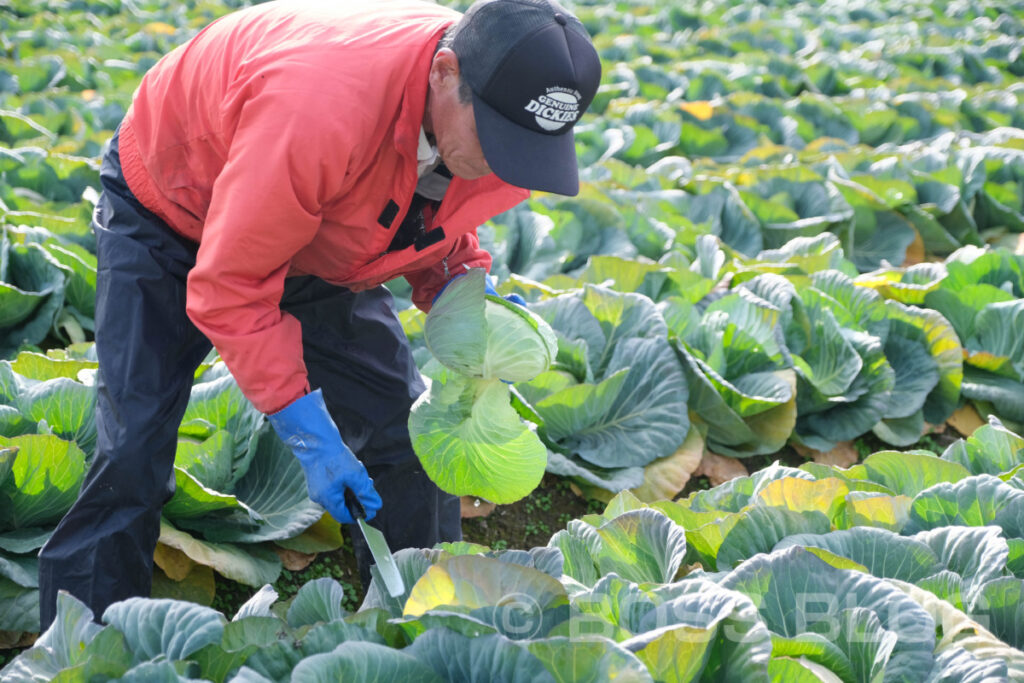 菊川キャベツ・中野夫妻