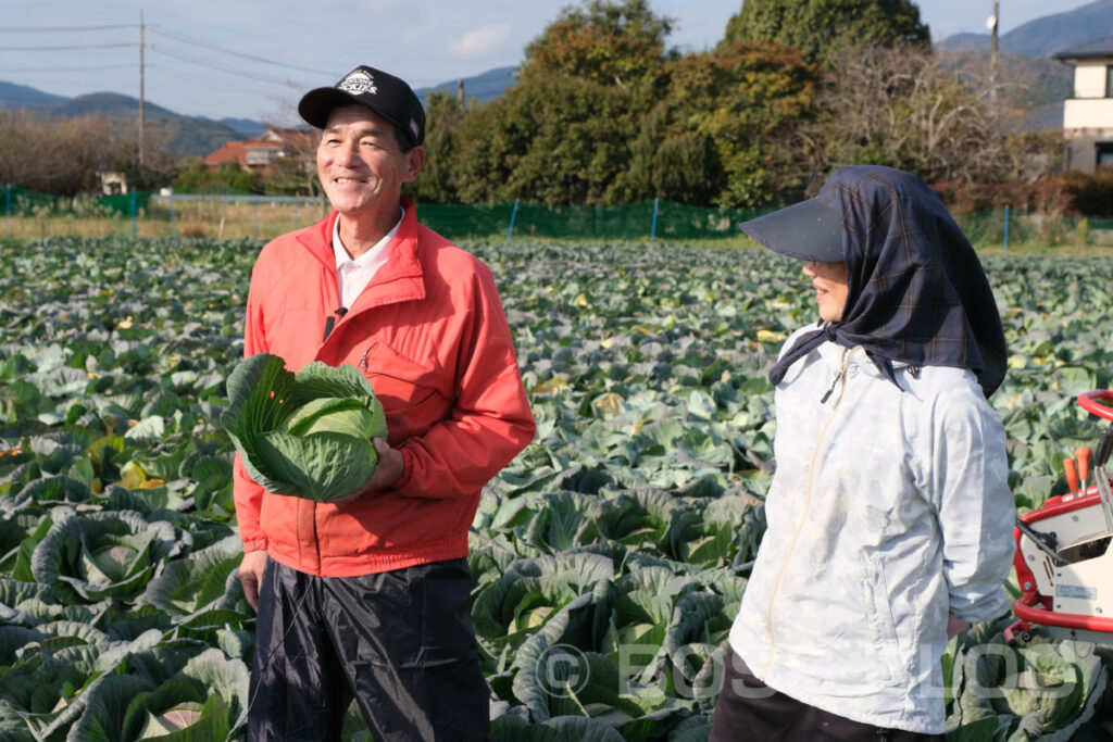 菊川のキャベツ・サラダクラブ・キャベツの豚しゃぶ