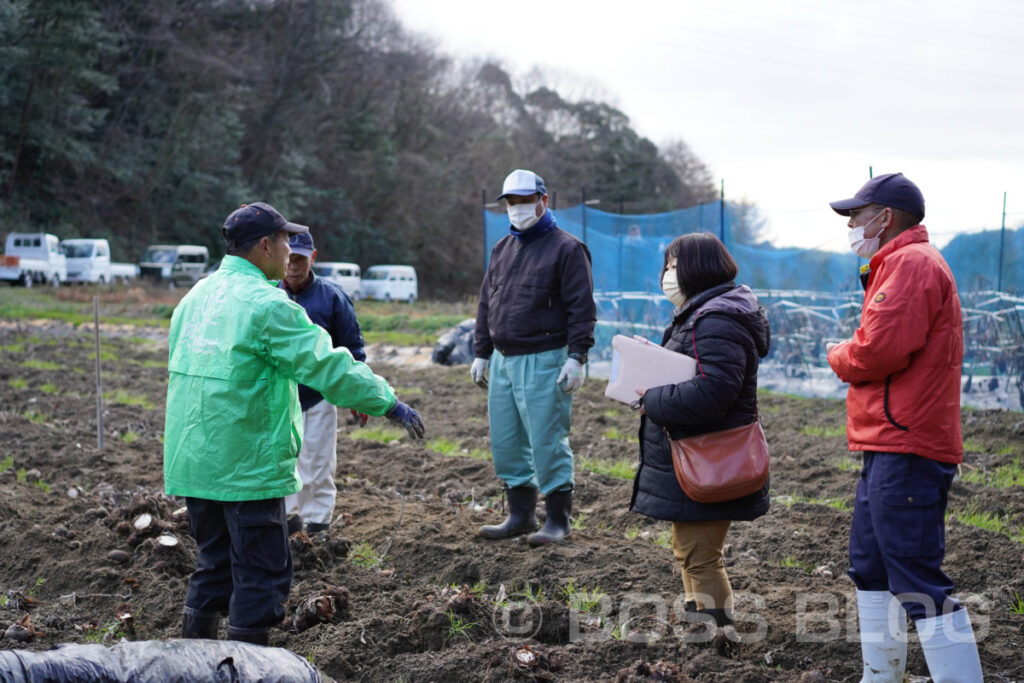 吉田のサトイモ・JA山口県下関吉田園芸組合さといも部会