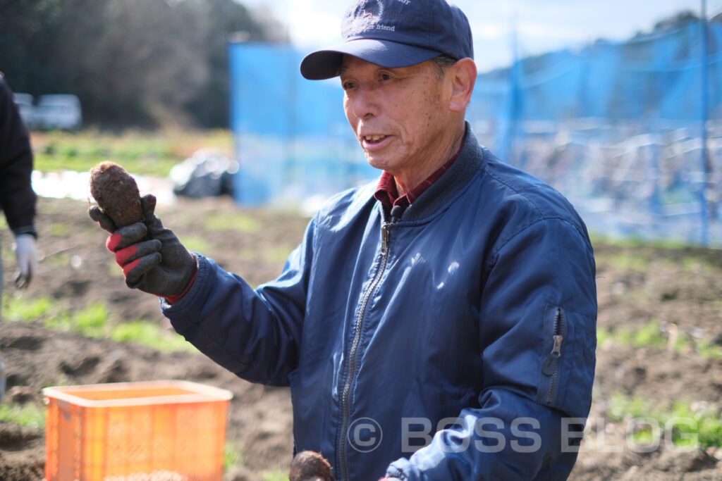 吉田のサトイモ・JA山口県下関吉田園芸組合さといも部会