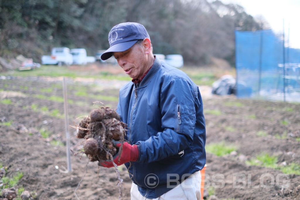 吉田のサトイモ・JA山口県下関吉田園芸組合さといも部会