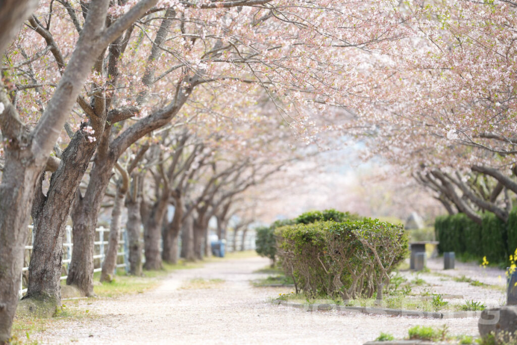 SAKURA収録