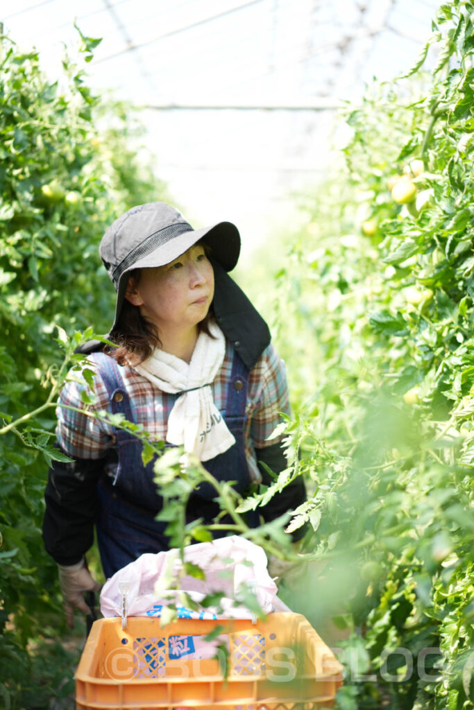 下関垢田トマト