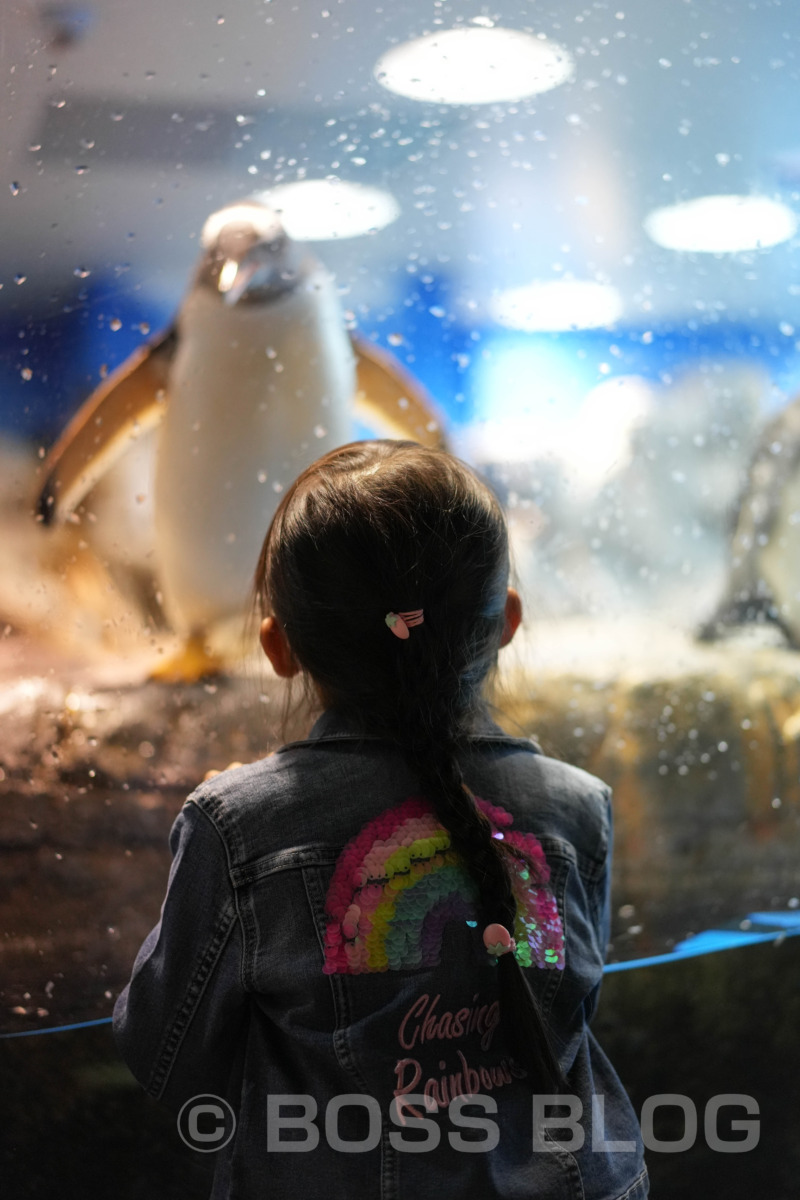 市立しものせき水族館 海響館