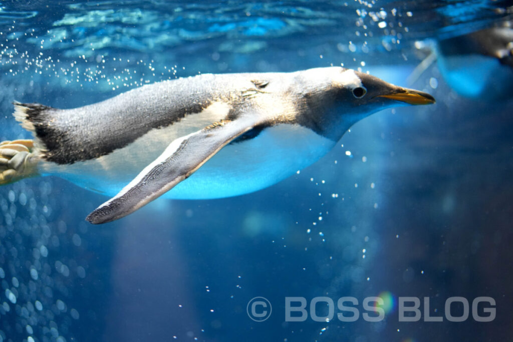 市立しものせき水族館 海響館