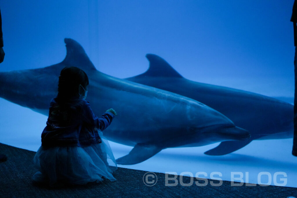 市立しものせき水族館 海響館