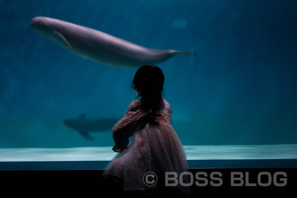 市立しものせき水族館 海響館