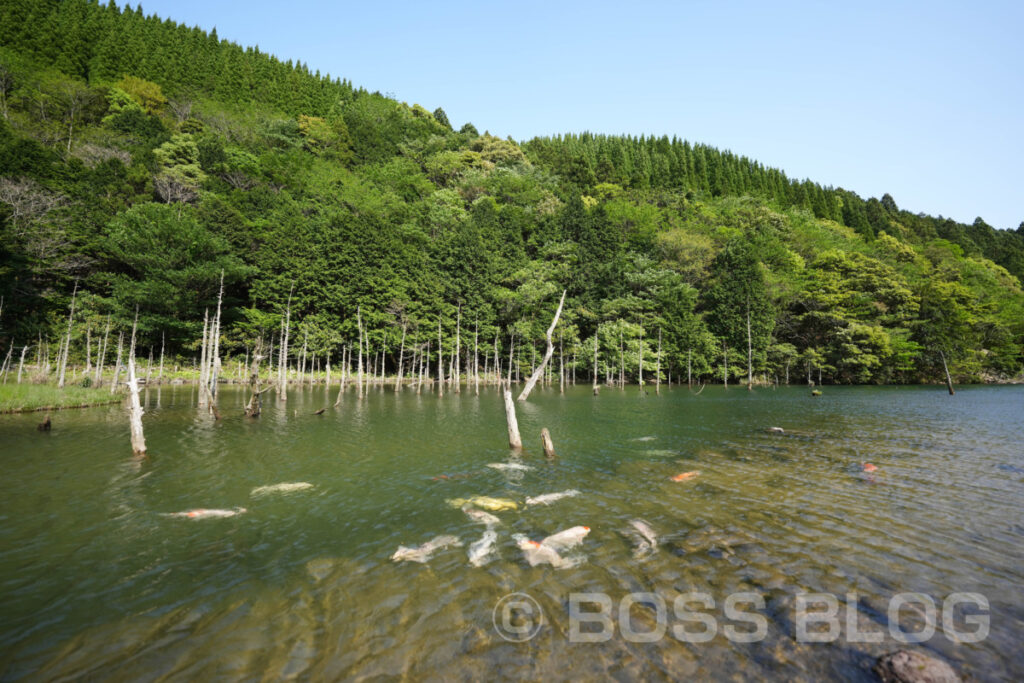 一の俣桜公園（水没林）