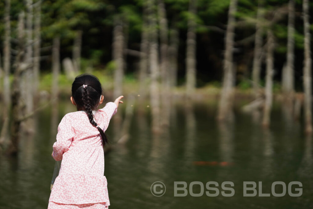 一の俣桜公園（水没林）