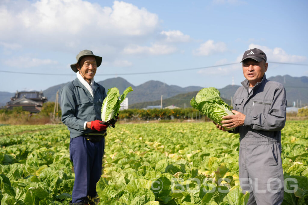 ミニ白菜・JA山口県下関東部営農センター・農事組合法人清末東ファーム