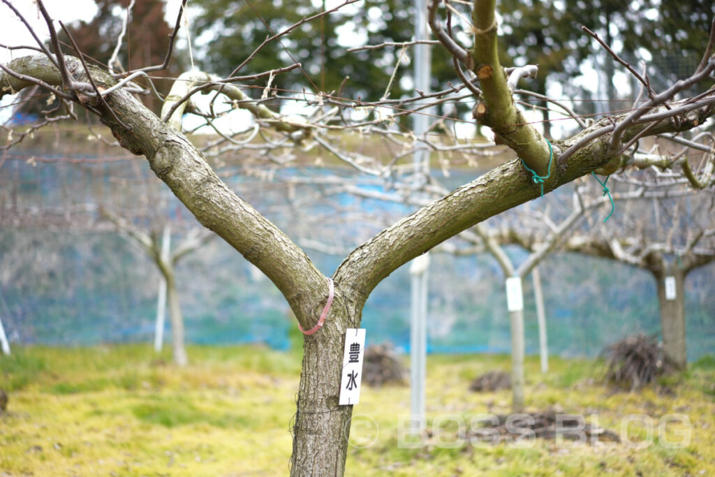 寺畑農園