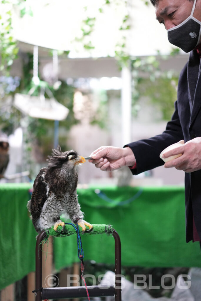 ふくろうカフェ アウルの城