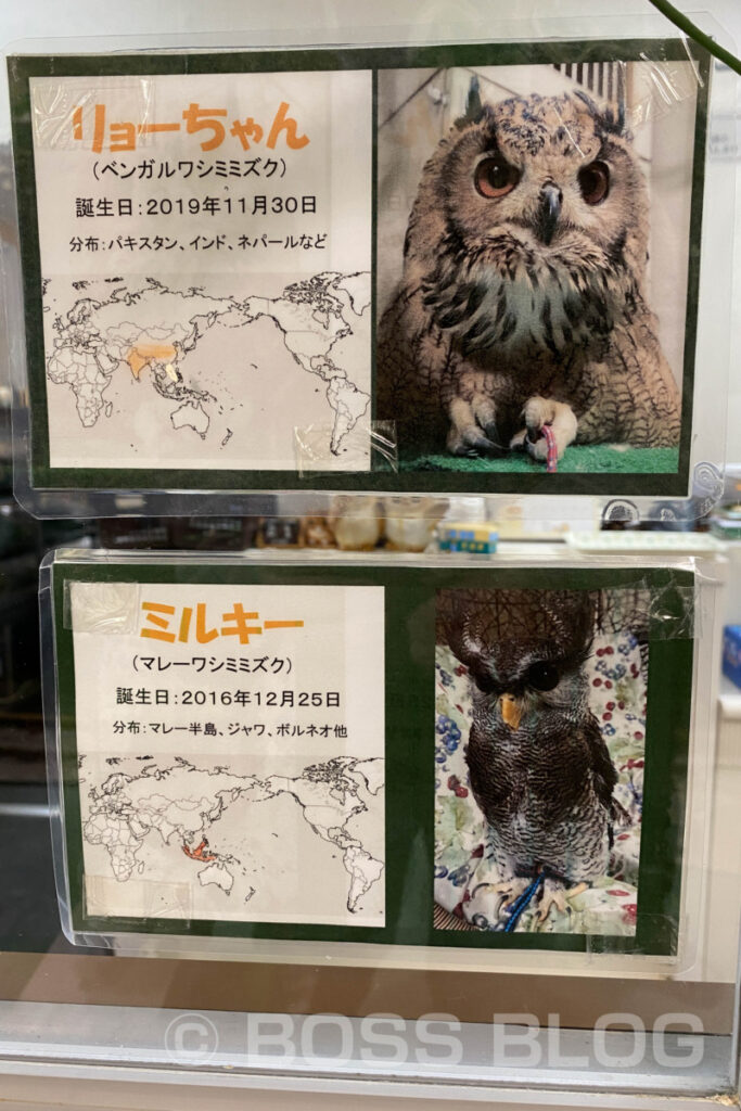 ふくろうカフェ アウルの城