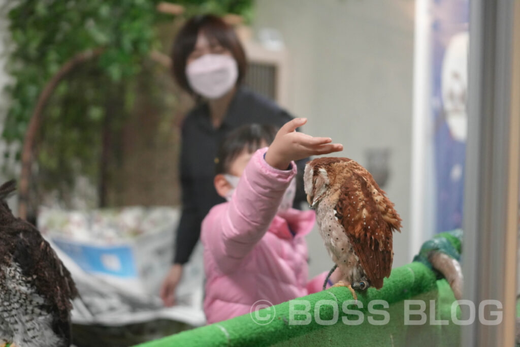 ふくろうカフェ・アウルの城