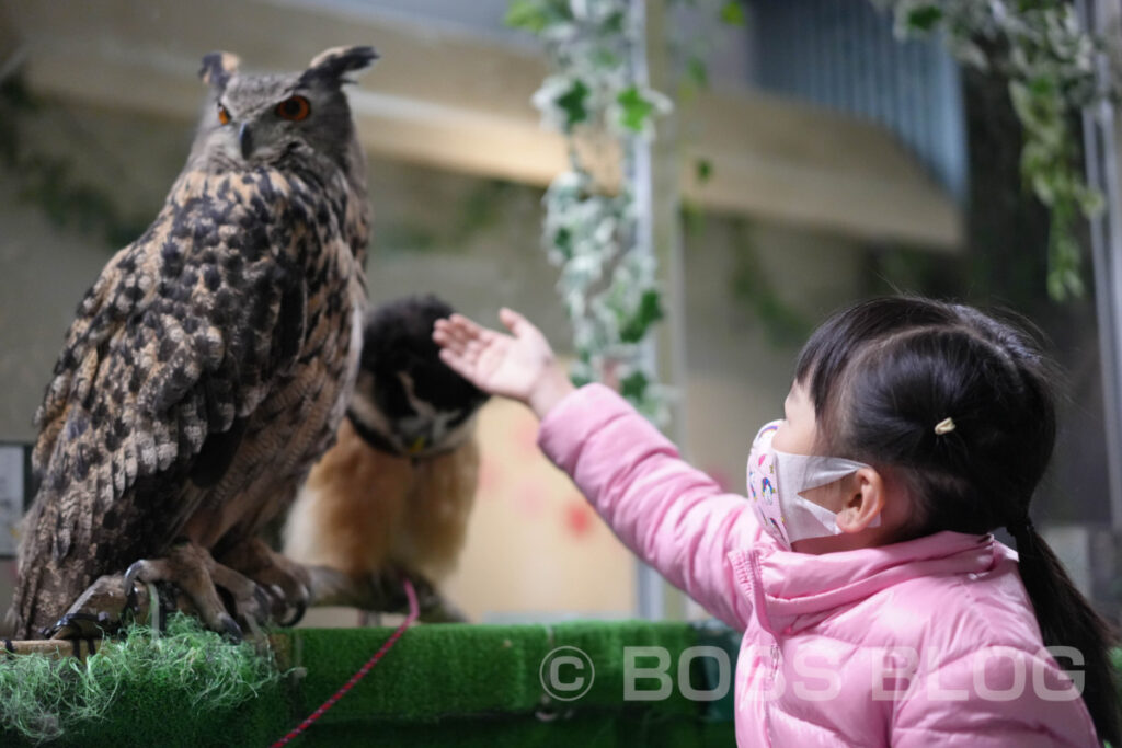 ふくろうカフェ・アウルの城