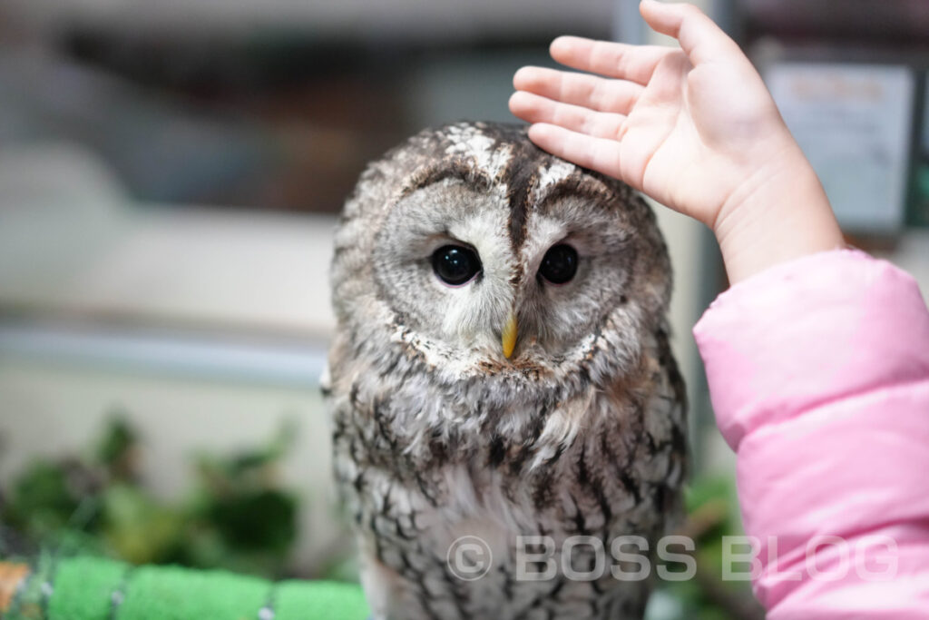 ふくろうカフェ・アウルの城