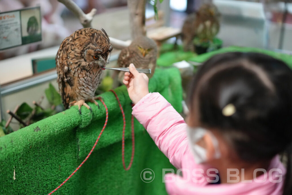 ふくろうカフェ・アウルの城