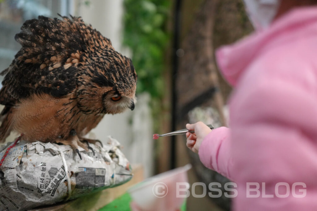 ふくろうカフェ・アウルの城