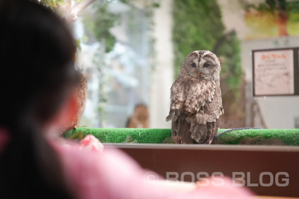 ふくろうカフェ・アウルの城